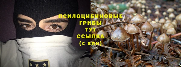 индика Бородино